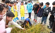 【特色课程】“荠”祥雅韵 知润心田 ——记车坊实验小学三年级“水八仙”+跨学科课程之荸荠主题学习活动